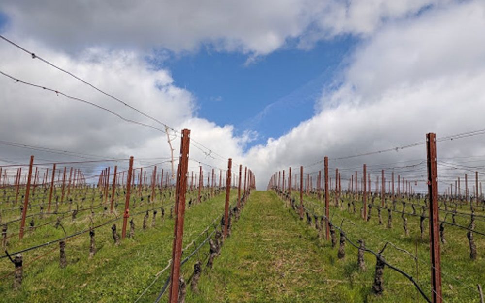 Lemelson Vineyards, Briscoe Vineyard