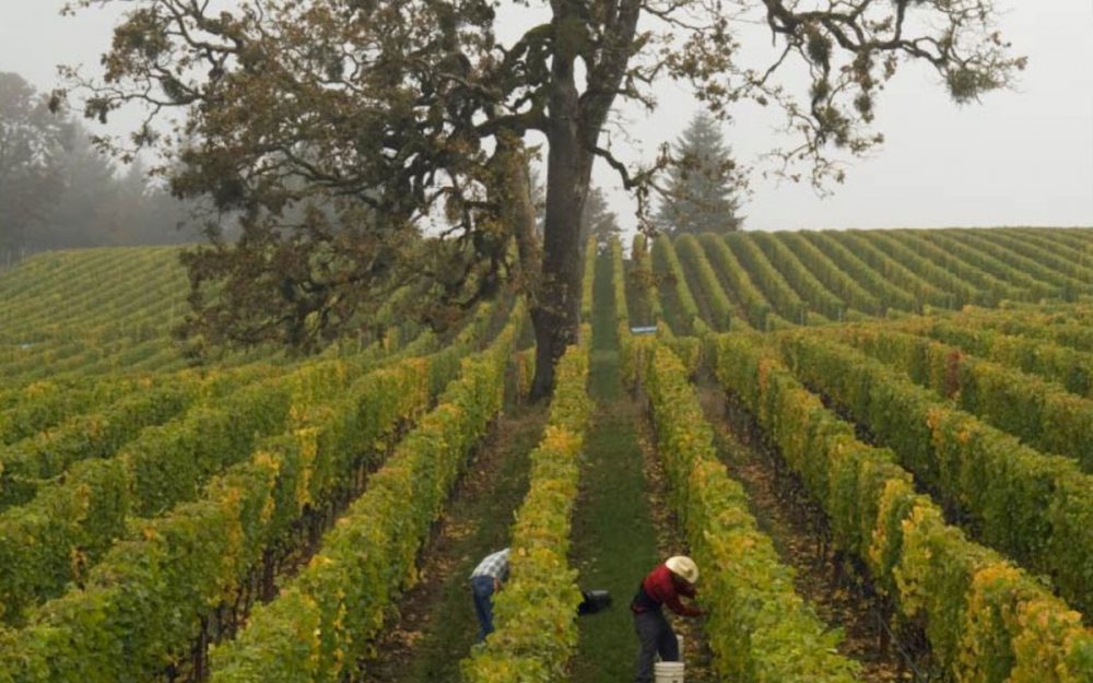 Harvest at Lemelson Vineyards, Johnson Vineyard