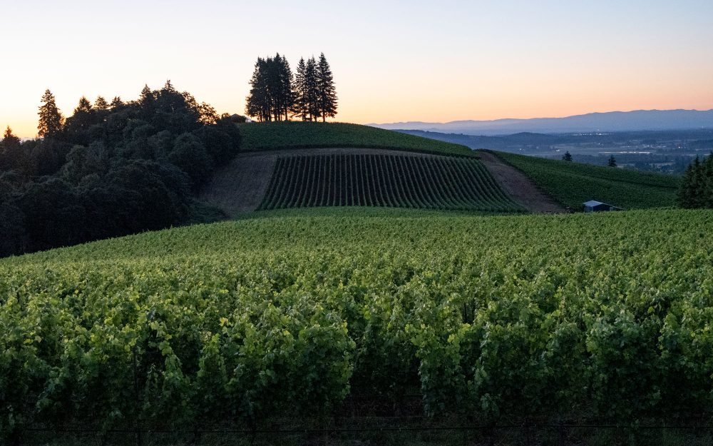 Lemelson Vineyards over rolling hills in Oregon