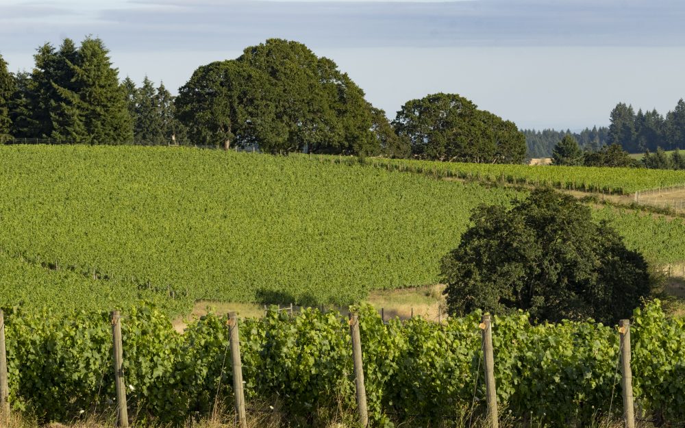 Lemelson Vineyards, Briscoe Vineyard