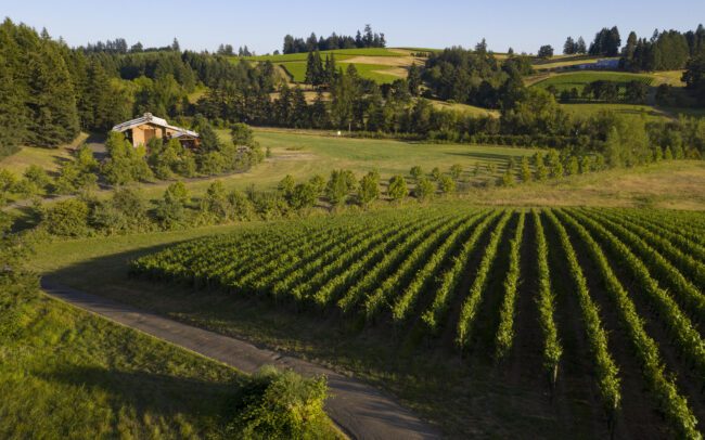 Lemelson's Stermer Vineyard, Yamhill-Carlton AVA, Willamette Valley, Oregon