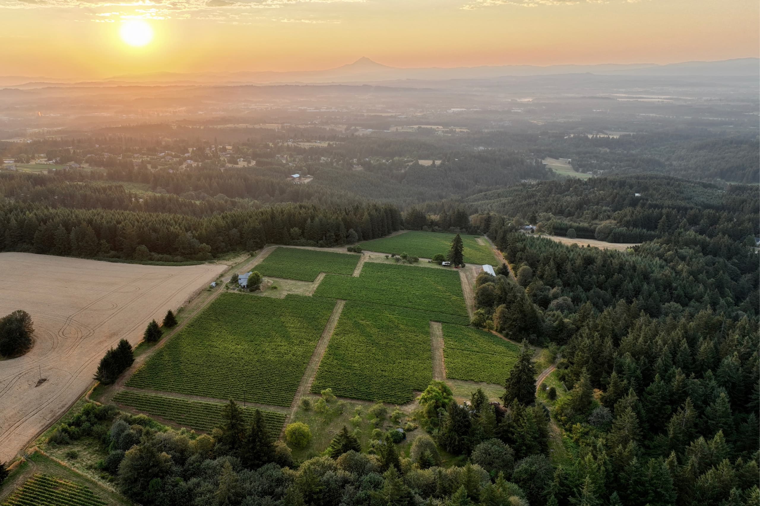 Aerial view of the Lemelson vineyards