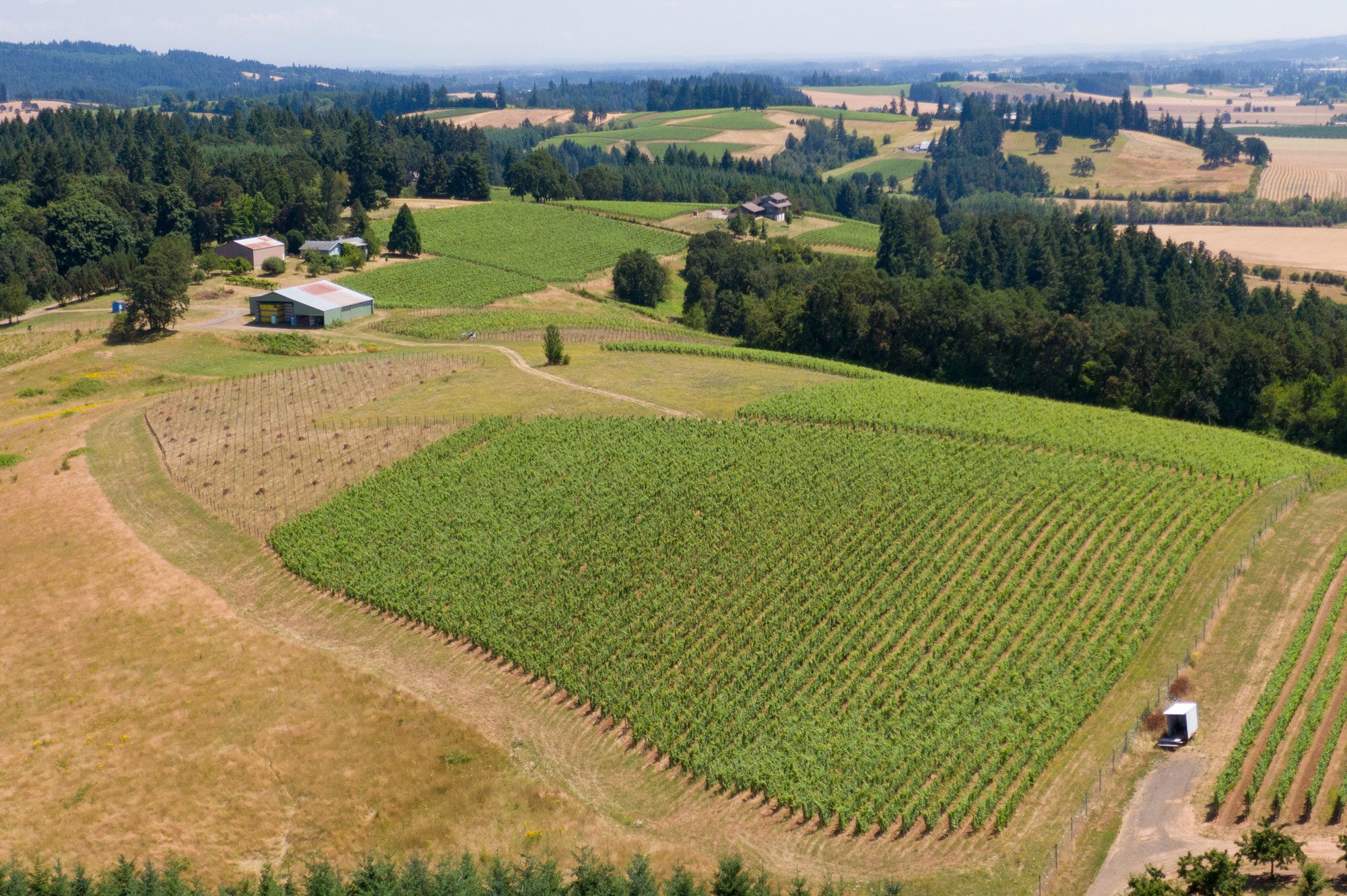 Aerial view of Briscoe Vineyard