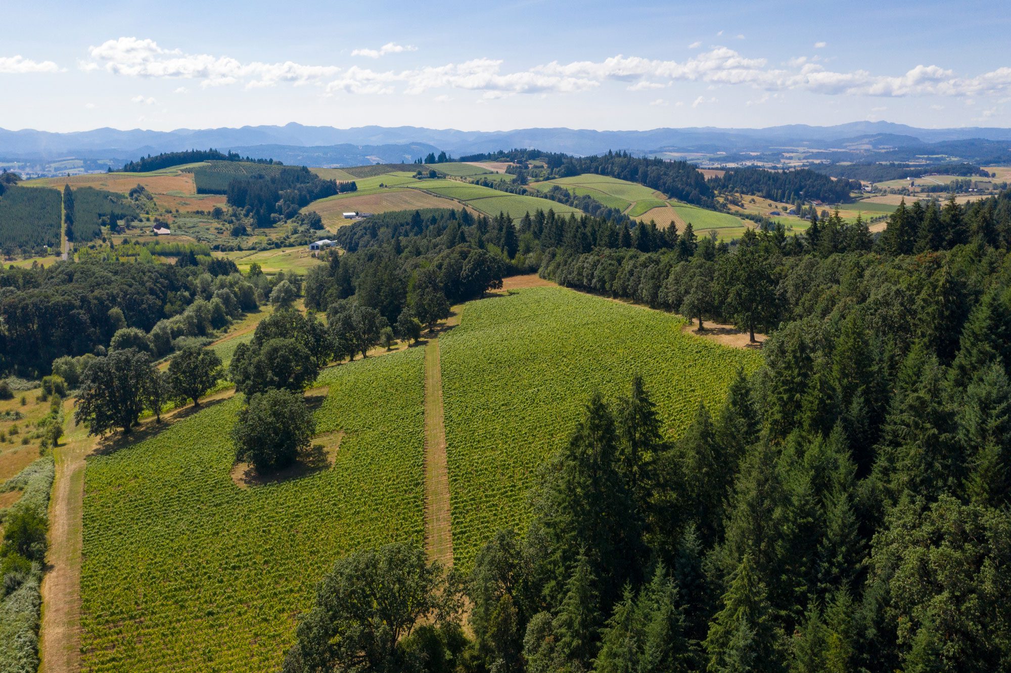 Rocky Noel Vineyard