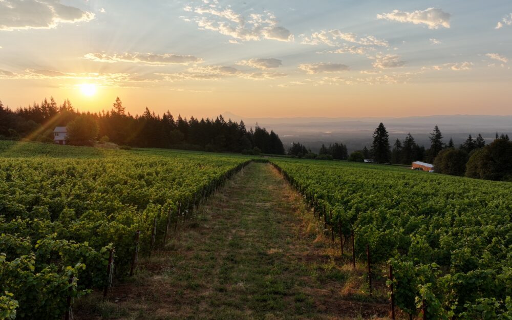 Lemelson vineyard